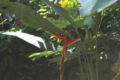 Heliconia marginata