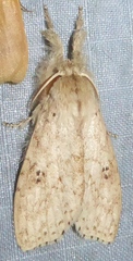 Calliteara angulata