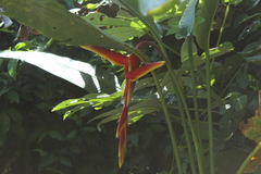 Heliconia marginata