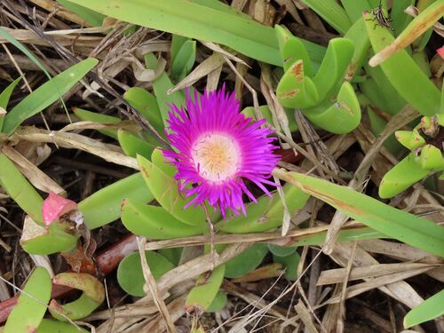 Eastern Sourfig (Carpobrotus dimidiatus)