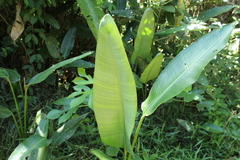 Heliconia marginata