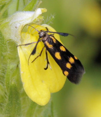Eretmocera syleuta