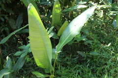 Heliconia marginata