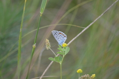 Pseudophilotes vicrama
