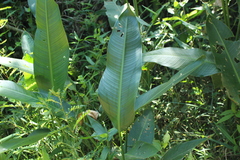 Heliconia marginata