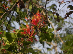 Dendrophthoe falcata