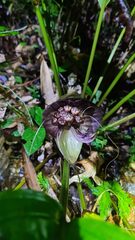 Bat Flower (Tacca borneensis)