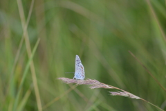 Pseudophilotes vicrama