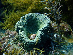 Psammocinia