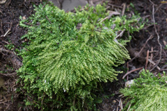 Eurhynchium