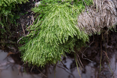 Eurhynchium