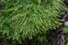 Eurhynchium
