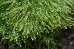 Eurhynchium