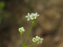 Spermolepis divaricata