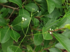Spermolepis divaricata