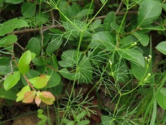 Spermolepis divaricata