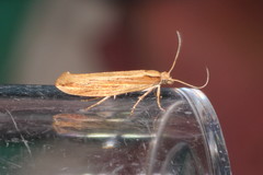 Ypsolopha ustella