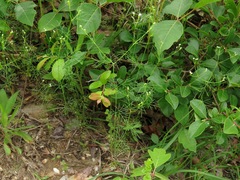 Spermolepis divaricata