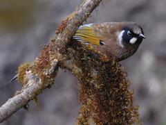 Black-Faced Laughingthrush photo 5