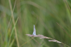 Pseudophilotes vicrama