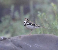 Dendronanthus indicus