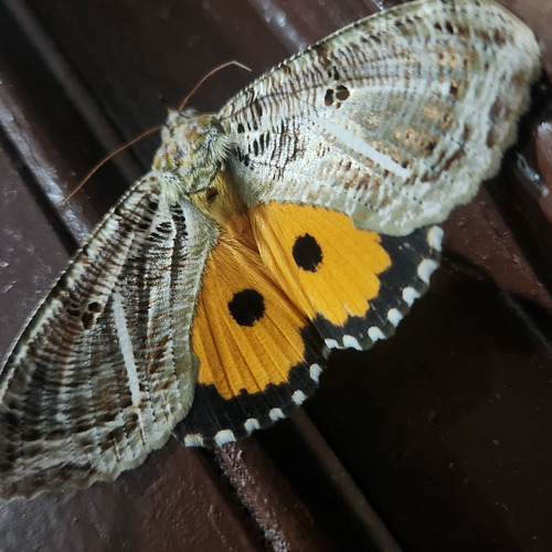 Dot-underwing Moth