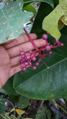 Medinilla speciosa