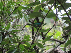 Tangara cyanoventris