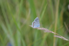 Pseudophilotes vicrama
