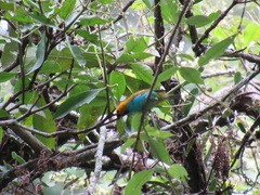 Tangara cyanoventris