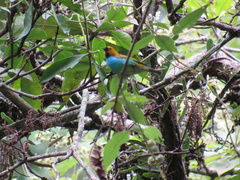 Tangara cyanoventris