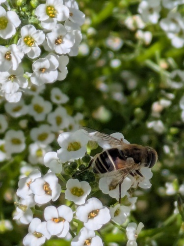 Unknown species found near Downtown, Colorado Springs, CO, USA