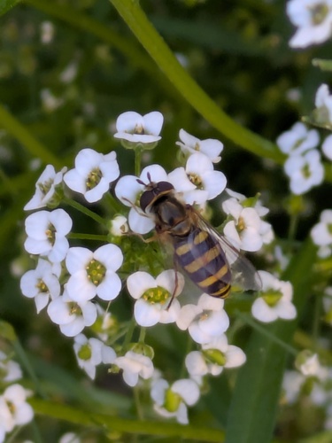 Unknown species found near Downtown, Colorado Springs, CO, USA