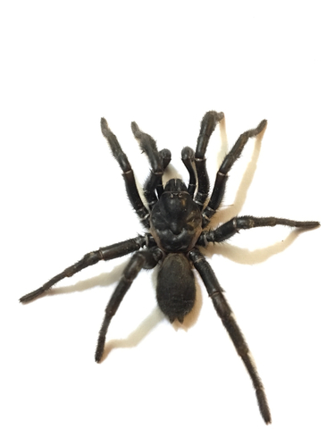 Southwestern Trapdoor Spider