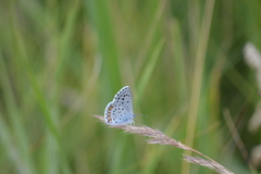 Pseudophilotes vicrama