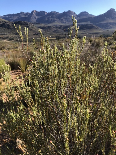 Rigid Hardleaf (Phylica rigidifolia)