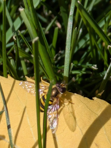 Unknown species found near Academy/Montebello, Colorado Springs, CO 80918, USA