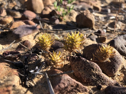 Ball Falseslugwort (Dischisma capitatum)