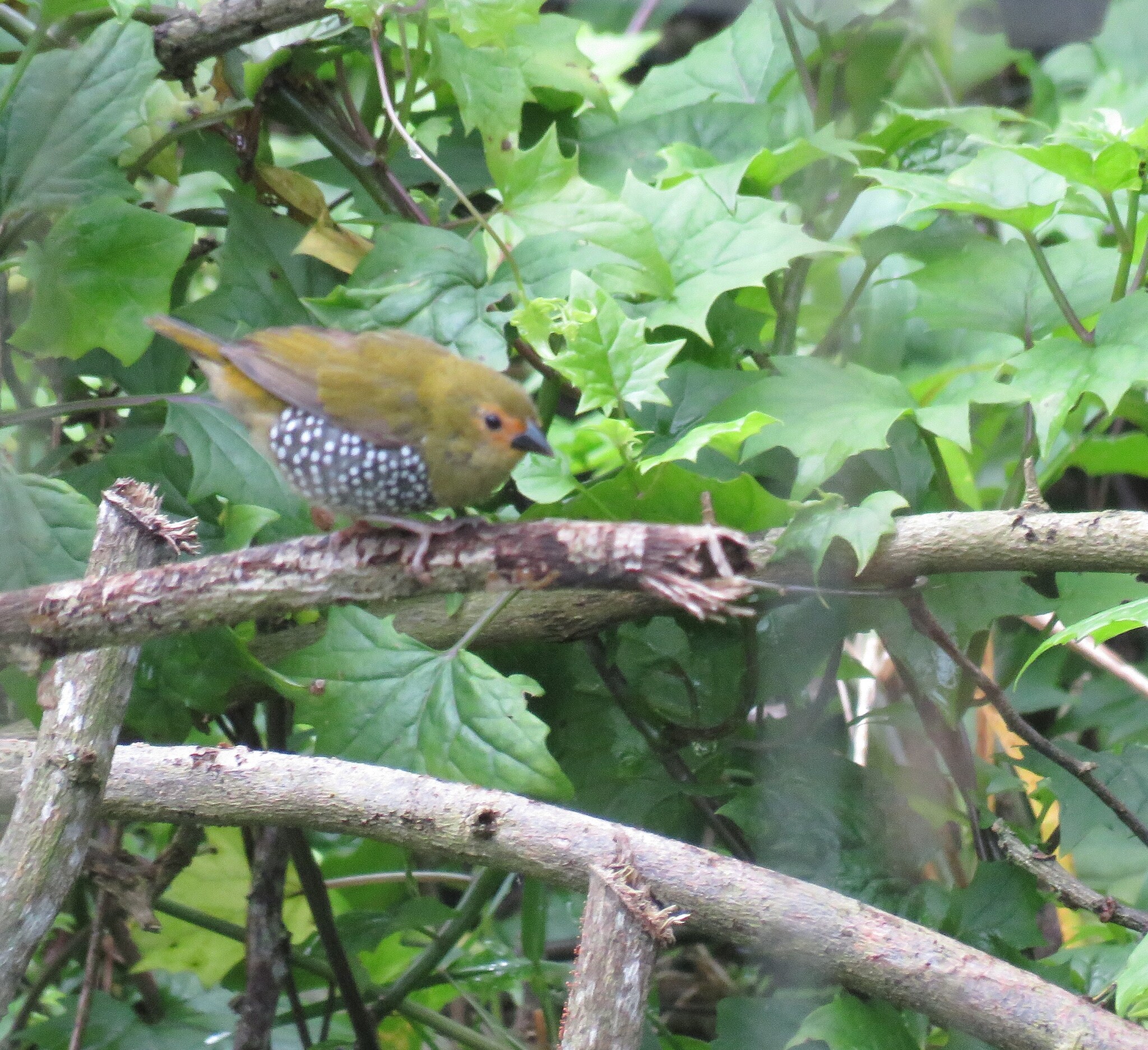 Green Twinspot (Mandingoa nitidula), photo 1