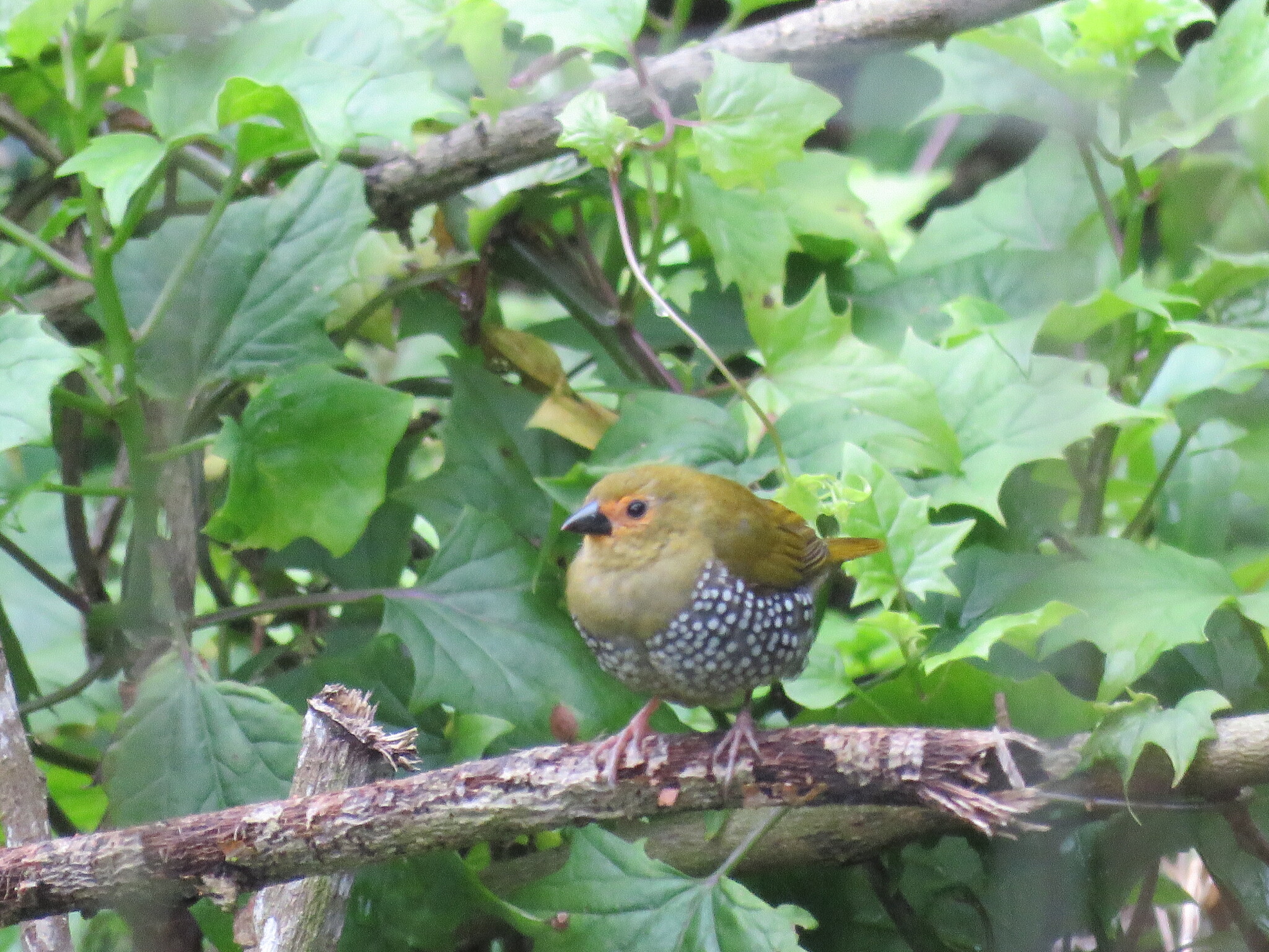 Green Twinspot (Mandingoa nitidula), photo 2