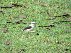 Fluvicola nengeta