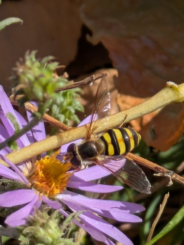 Unknown species found near Academy/Montebello, Colorado Springs, CO 80918, USA