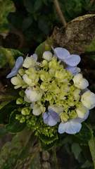 Hydrangea macrophylla