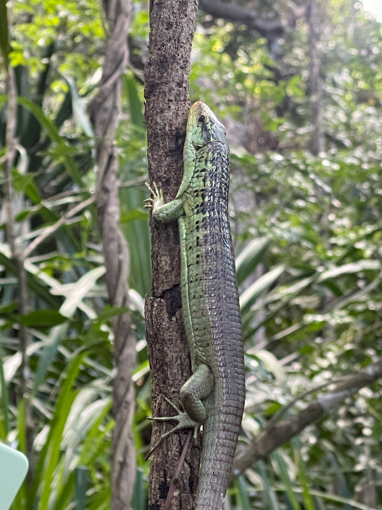 Zonosaurus maramaintso