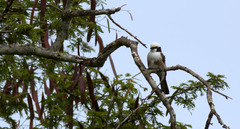 Eurocephalus ruppelli