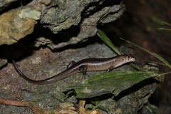 Jagor's Sphenomorphus photo 2