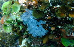 Clavelina moluccensis