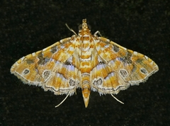 Ommatospila narcaeusalis