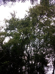 Ruprechtia laxiflora