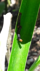 Xanthopastis timais